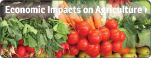 Impacts on Agriculture
