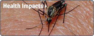 Health Impacts